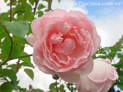 Rosas del paramo