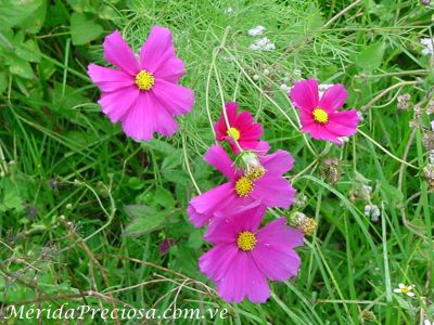 Flores del paramo