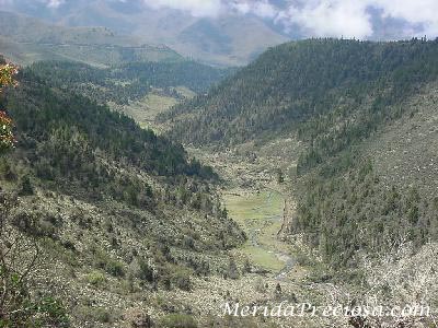 Bosque de pinos, parque Sierra Nevada