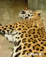 Leopardo